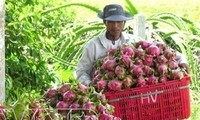 Вьетнам и Япония расширяют сотрудничество в сфере сельского хозяйства