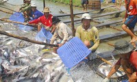 Cбор мнений по проекту Постановления о производстве и экспорте вьетнамского пангасиуса