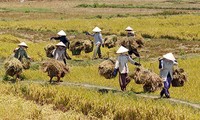 Cоюз вьетнамских крестьян играет ключевую роль в строительстве новой деревни