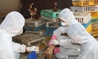 В Ханое подведены итоги 4-летнего выполнения инициативы по борьбе с птичьим гриппом