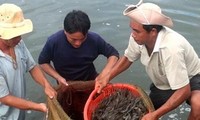 Объём экспорта креветок из Вьетнама вырос на 18%