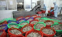 США признали, что вьетнамские замороженные креветки не продавались по демпинговой цене