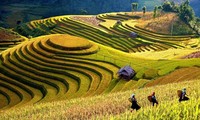Культура террасного земледелия в высокогорных районах Северного Вьетнама