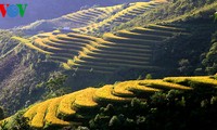 Террасные рисовые поля Хоангшуфи