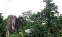 В конце этого года во Вьетнаме впервые пройдёт лесной фестиваль