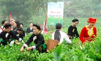 В провинции Тхайнгуен состоялся чайный фестиваль «Дайты»