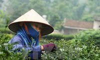 Состоялся праздник «Весенний чай» с целью прославления традиционного чаеводства Вьетнама