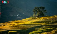 Золотая осень в горных районах на севере Вьетнама