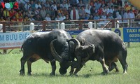 Бои буйволов в Дошоне