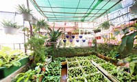 Тенденция выращивания овощей на городских крышах