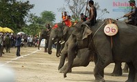 Соревнования для слонов в селении Дон провинции Даклак 