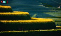 Великолепные рисовые террасы в уезде Мукангчай