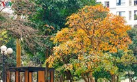 Красочный Ханой - листья деревьев меняют цвет