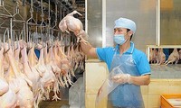 Россия – потенциальный импортёр вьетнамского куриного мяса