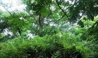 Вьетнам собирается продать более 5 миллионов лесных углеродных кредитов