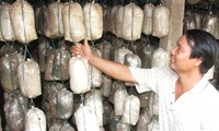 Trồng nấm - một hướng phát triển sản xuất hiệu quả ở Kim Bảng, Hà Nam