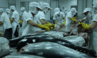 Xuất khẩu cá ngừ tăng trưởng mạnh