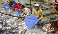Thành lập Hiệp hội cá tra Việt Nam 
