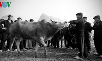 Khám phá phiên chợ trâu bò Đồng Văn