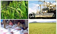 Hoạch định chiến lược dài hạn cho sản xuất lúa gạo xuất khẩu 