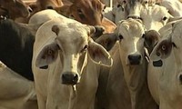 Xuất khẩu gia súc từ Australia sang Việt Nam tăng ấn tượng 