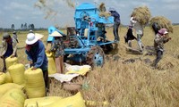 Nâng cao giá trị xuất khẩu cho gạo Việt Nam