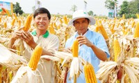 Đồng bào Khmer phát triển kinh tế nhờ chuyển đổi cây trồng