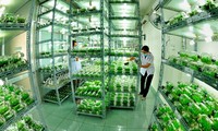 Bước phát triển nông nghiệp công nghệ cao ở thành phố Hồ Chí Minh