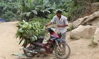 Nông dân vùng biên Huổi Luông, Lai Châu thoát nghèo nhờ trồng chuối