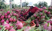 Australia công bố báo cáo dự thảo đánh giá việc nhập khẩu quả thanh long của Việt Nam 