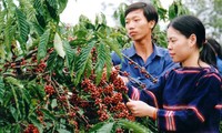 Phát triển vùng cà phê bền vững ở Đắk Lắk