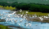 Vườn quốc gia Xuân Thủy, nơi đất lành chim đậu