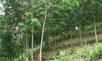 Tỉnh Điện Biên giảm nghèo từ cây cao su