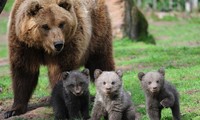 Nâng cao nhận thức cộng đồng về công tác bảo vệ gấu 