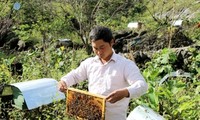 Mô hình trồng rau an toàn và nuôi ong mật giúp nông dân xóa nghèo ở tỉnh Hà Giang