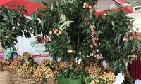Vải thiều Bắc Giang được quảng bá tại Hội nghị giao thương trực tuyến nông sản, thực phẩm Việt Nam – Singapore 2020