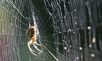 Con nhện giăng mùng - Anna Nguyễn, Cộng hòa Síp