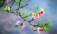 Chèo Lời chúc của mùa xuân - Nguyễn Thị Bình, Cộng hòa Síp