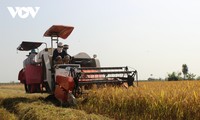 Festival lúa gạo Việt Nam lần thứ V sẽ khai mạc tại Vĩnh Long