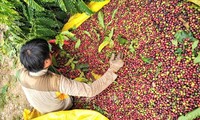Nhật Bản tăng nhập khẩu cà phê từ thị trường Việt Nam 