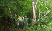 Việt Nam phát triển rừng bền vững