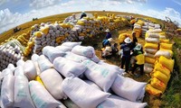 Tận dụng cơ hội cho xuất khẩu gạo của Việt Nam