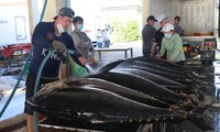 Hàn Quốc tăng mua gần 500% cá ngừ đóng hộp của Việt Nam