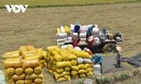 Kim ngạch xuất khẩu gạo Việt Nam tăng mạnh