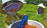 Vietnam dan Israel memperkuat kerjasama pertanian