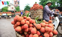 Musim buah leci di Vietnam