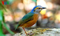 Burung-burung langka di Vietnam