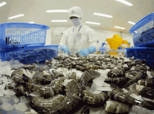 AS menyesuaikan tarif anti dumping udang Vietnam turun bawah 1%