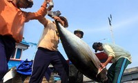 Kejuruan penangkapan ikan tuna samudera di Vietnam