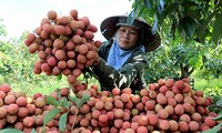 Ekspor buah leci dan kesempatan untuk ekspor hasil pertanian Vietnam